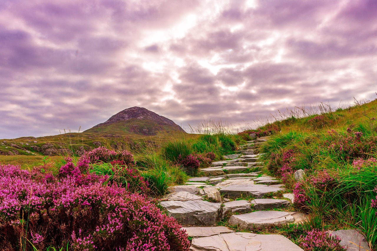 A stone path through Irish heather leading to a mountain